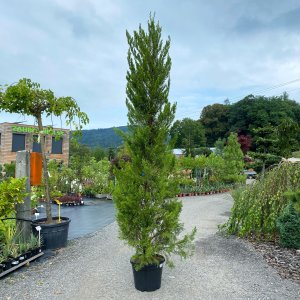 Borievka čínska (Juniperus chinensis) ´SPARTAN´ - výška 200-300 cm, kont. C35L